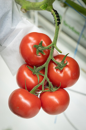 Tomatoes_DRTH1053_3