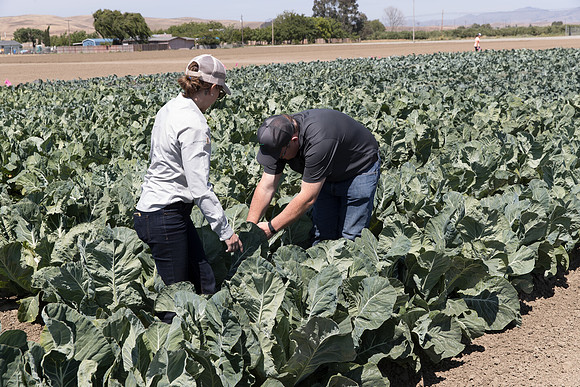 Cauliflower_Kurdivex_CA_0008