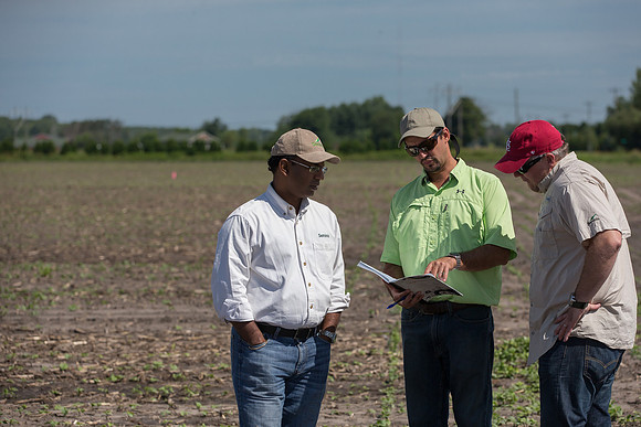 DownyMildew_Trial_MI_0015