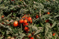 Tomato_SV0599TM_CA_00022