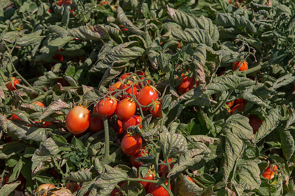 Tomato_SV0599TM_CA_00022