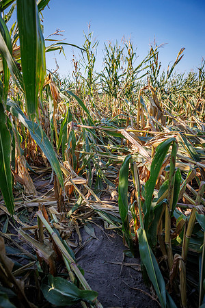 ShortCorn_LibertyIL_cdp_49