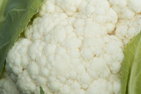 Cauliflower_Kurdivex_CA_0031