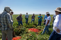 Tomato_SV0599TM_CA_00030