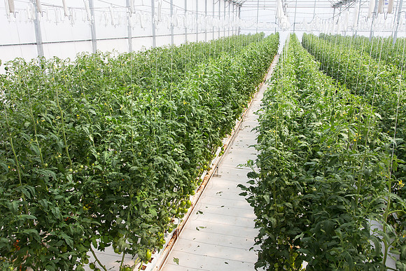 Tomato_4179_MX_0076