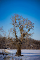 CDPg_4481