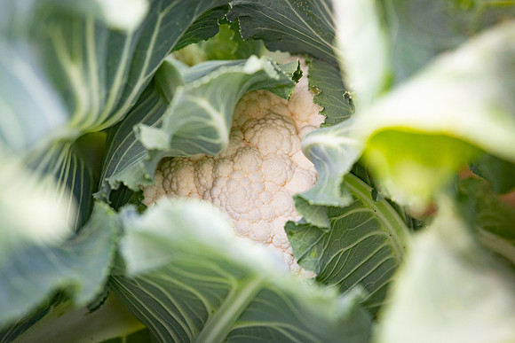 Cristex_Cauliflower_13