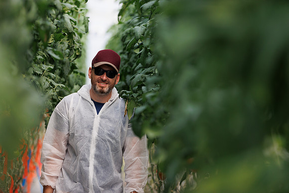 Tomato_DeRuiter_Kingsville_2022_633