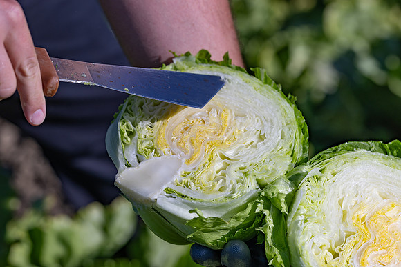 Moneyball_Lettuce_66