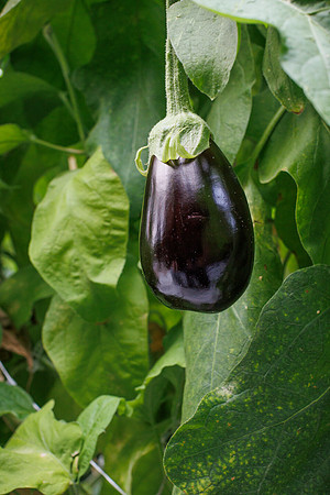 Eggplant_Dahlia_22-2