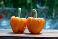 Pepper_Evander_10