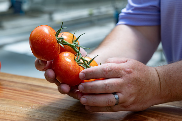 Tomatoes_Luminity_46