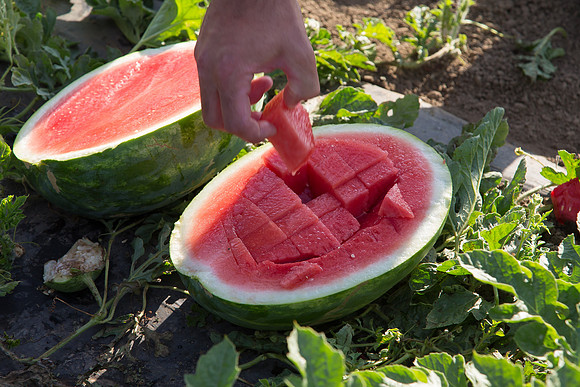 Watermelon_SV3105WA_CA_0027