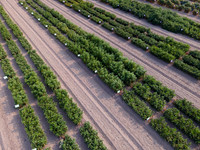Woodland Aerials