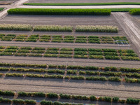 Seminis2021_Woodland_9