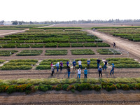 Seminis2021_Woodland_33