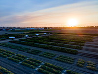 Seminis2021_Woodland_1325