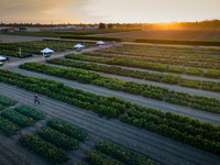 Seminis2021_Woodland_1327