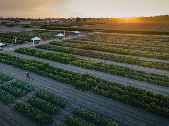 Seminis2021_Woodland_1327