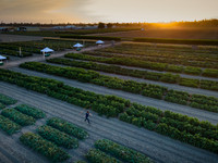Seminis2021_Woodland_1329