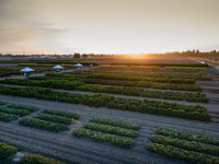 Seminis2021_Woodland_1331