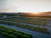 Seminis2021_Woodland_1333