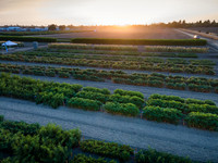 Seminis2021_Woodland_1339