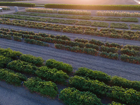 Seminis2021_Woodland_1341
