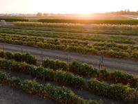 Seminis2021_Woodland_1343