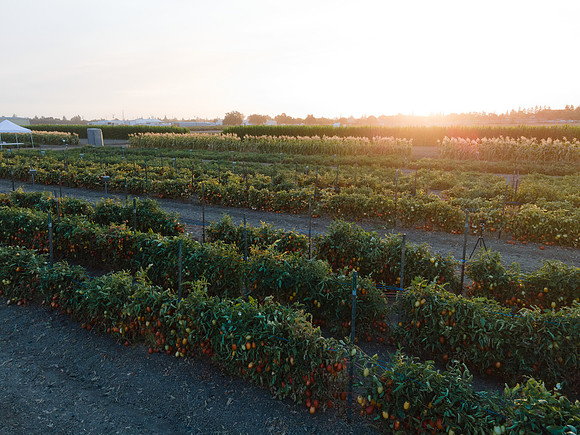 Seminis2021_Woodland_1351