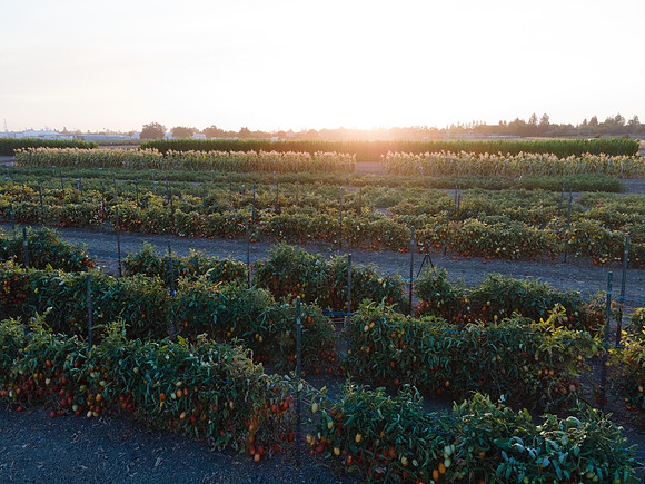 Seminis2021_Woodland_1353