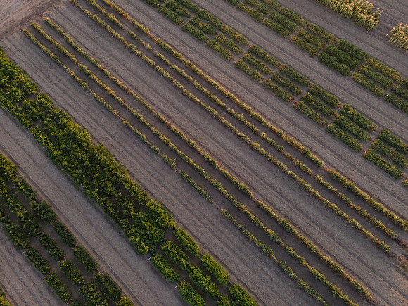 Seminis2021_Woodland_1359
