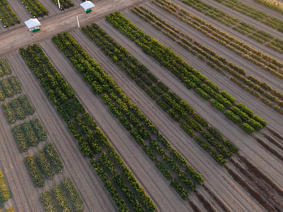 Seminis2021_Woodland_1363