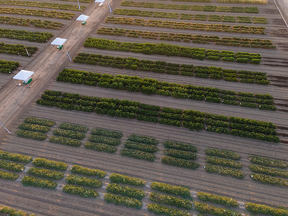 Seminis2021_Woodland_1365