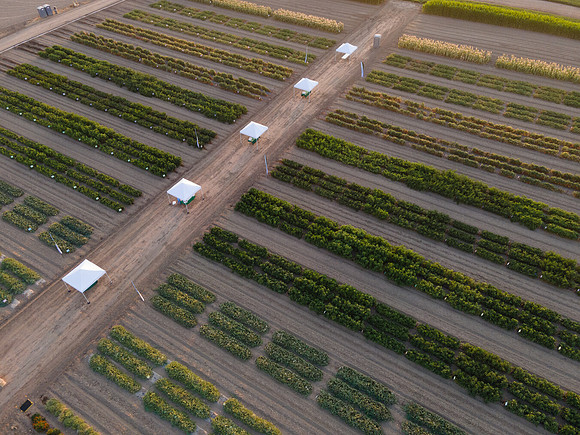 Seminis2021_Woodland_1367