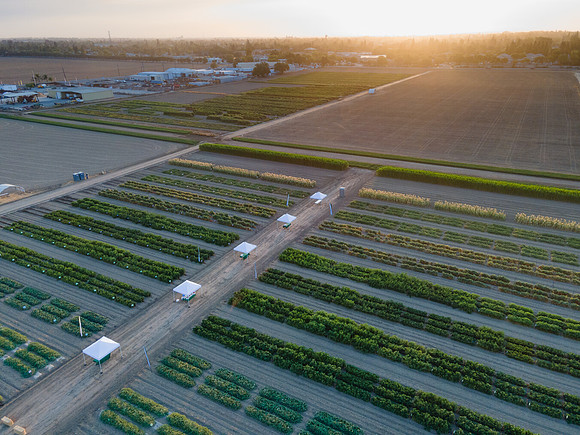 Seminis2021_Woodland_1371