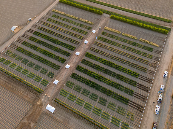 Seminis2021_Woodland_1373