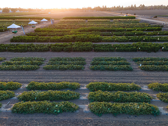 Seminis2021_Woodland_1377