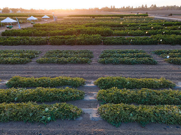 Seminis2021_Woodland_1379