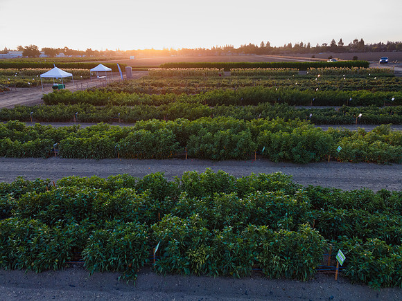 Seminis2021_Woodland_1385