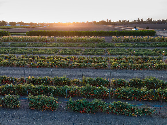 Seminis2021_Woodland_1389