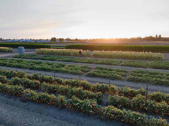 Seminis2021_Woodland_1399