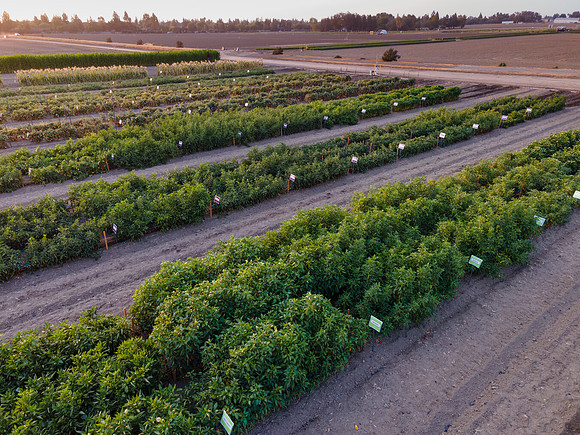 Seminis2021_Woodland_1407