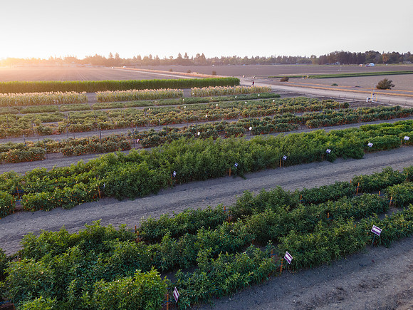 Seminis2021_Woodland_1413