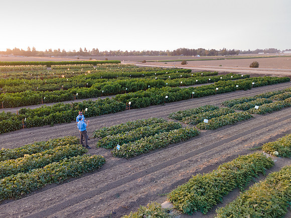 Seminis2021_Woodland_1421