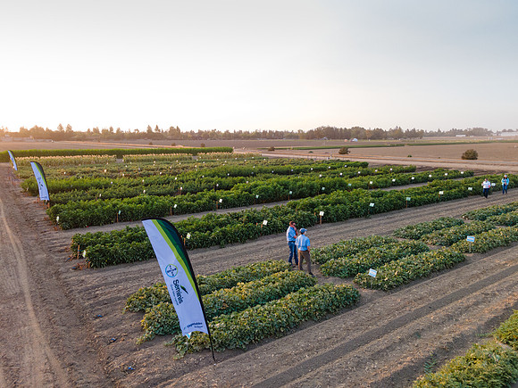 Seminis2021_Woodland_1425