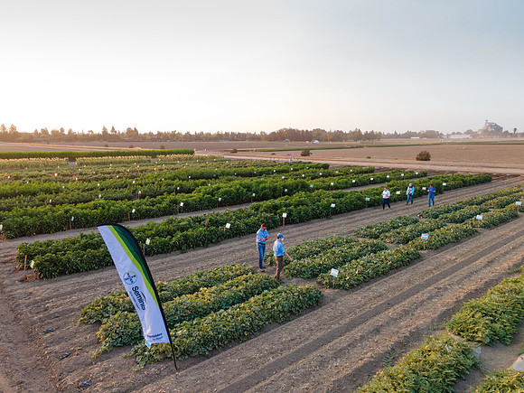 Seminis2021_Woodland_1427