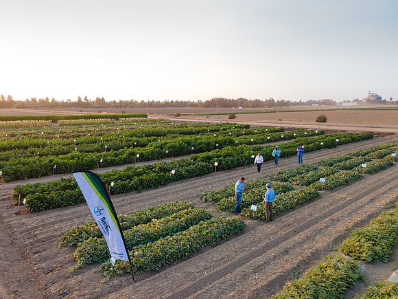 Seminis2021_Woodland_1429