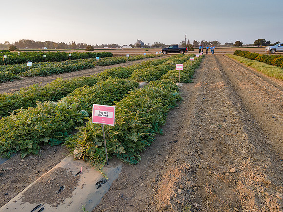 Seminis2021_Woodland_1443