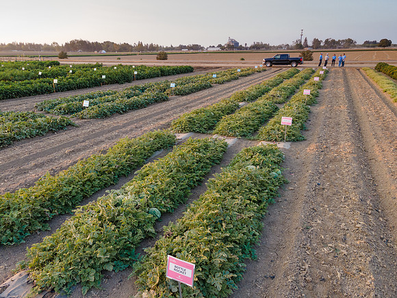 Seminis2021_Woodland_1445